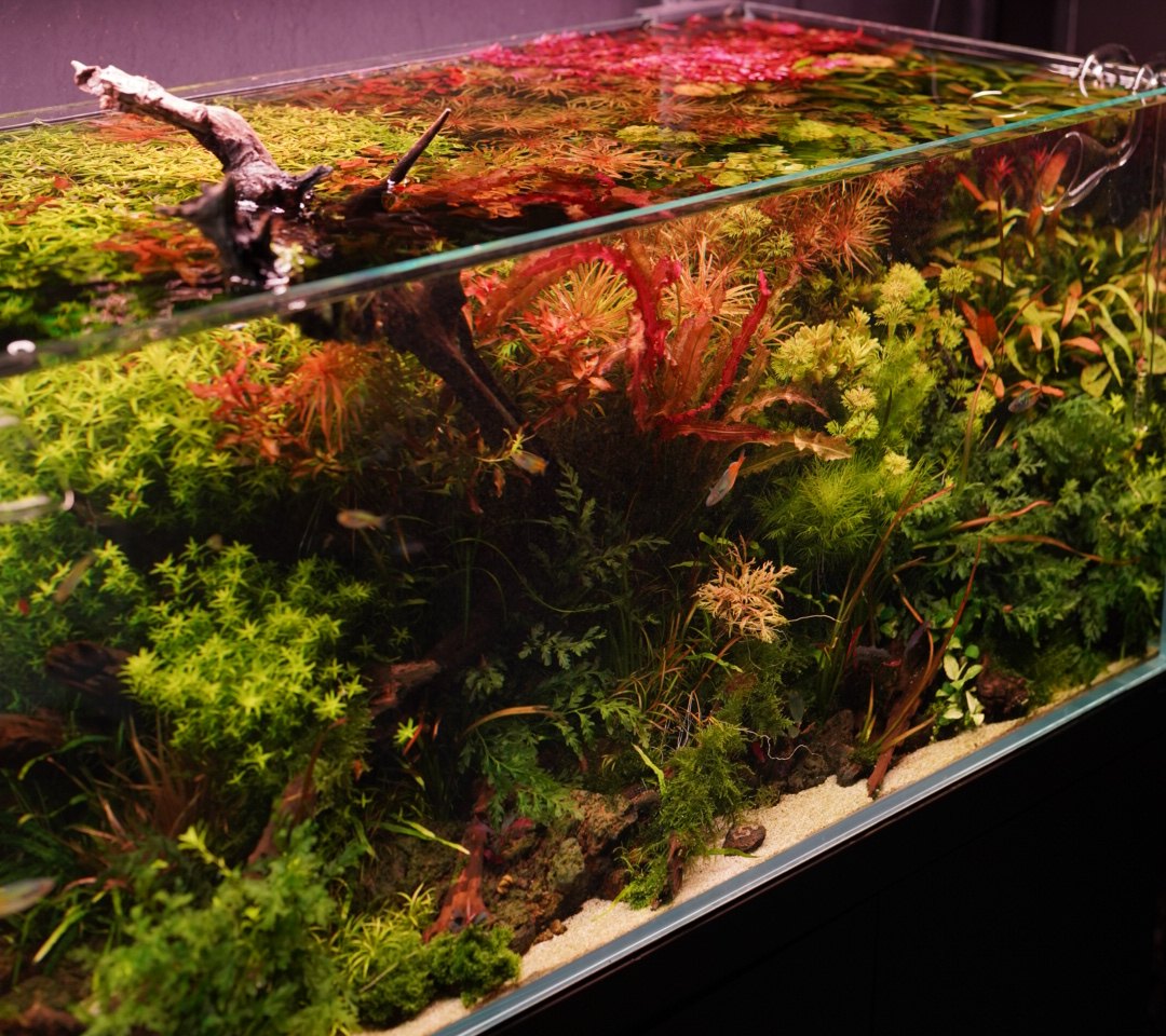 Lush red and green planted aquarium seen from above