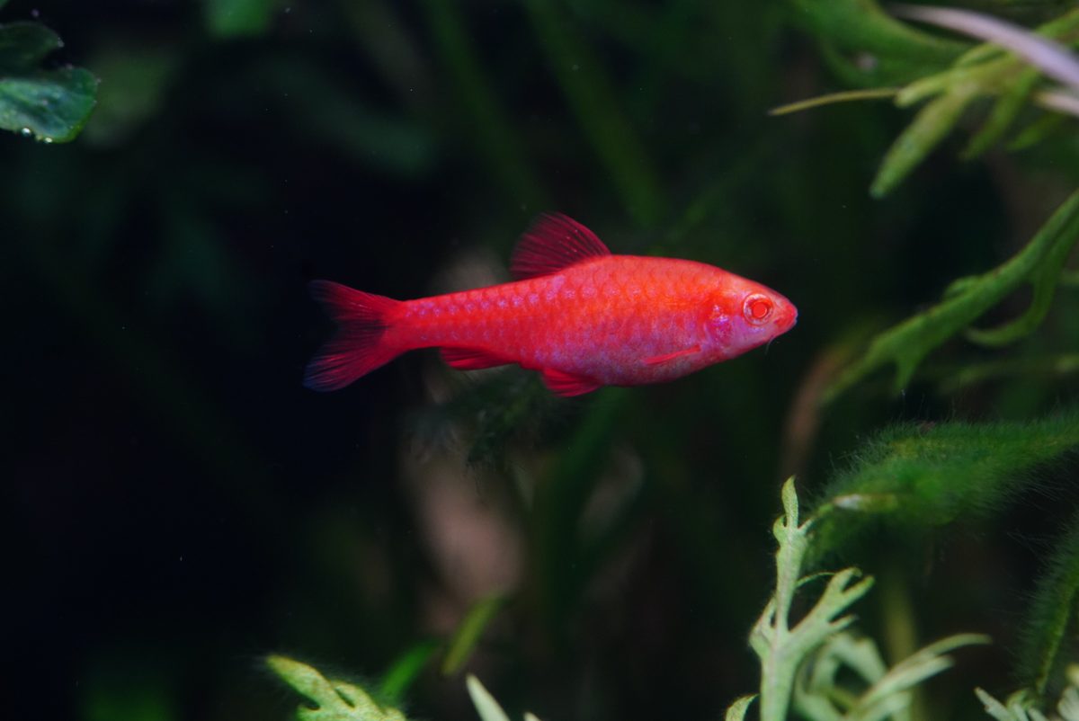 A cherry barb