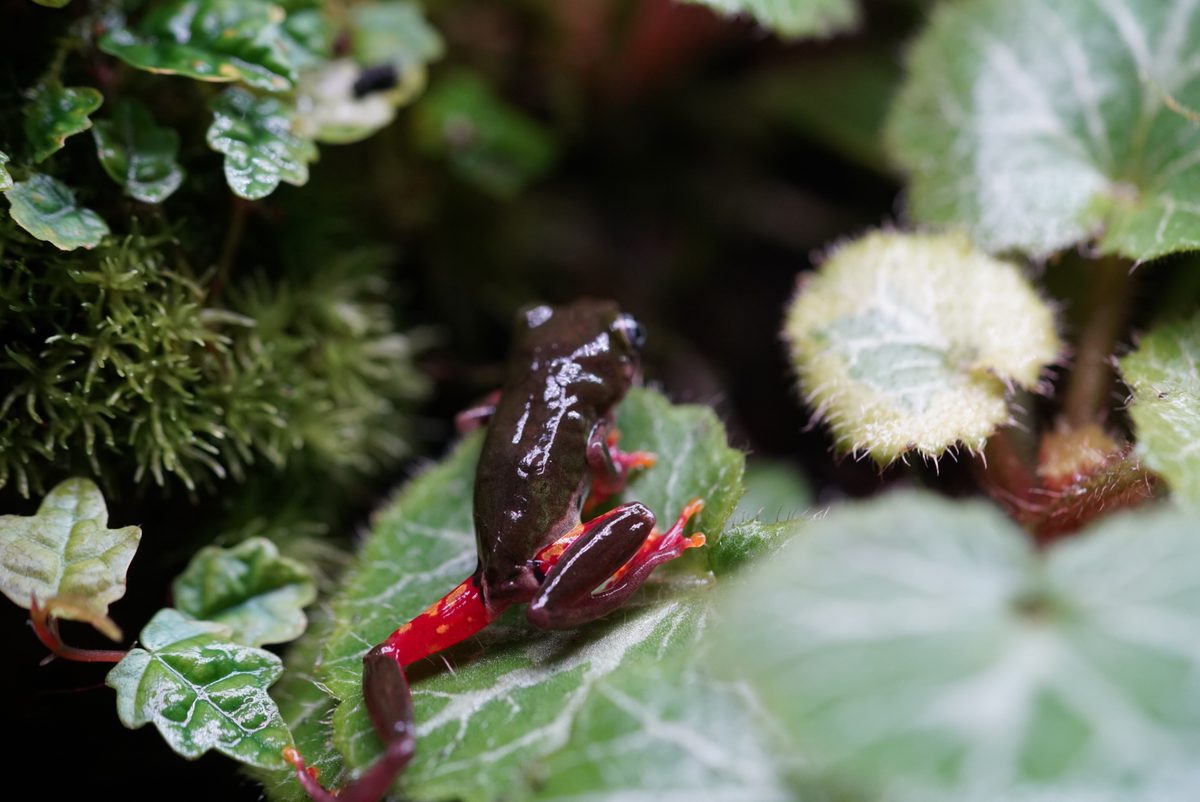 A small frog among leaves