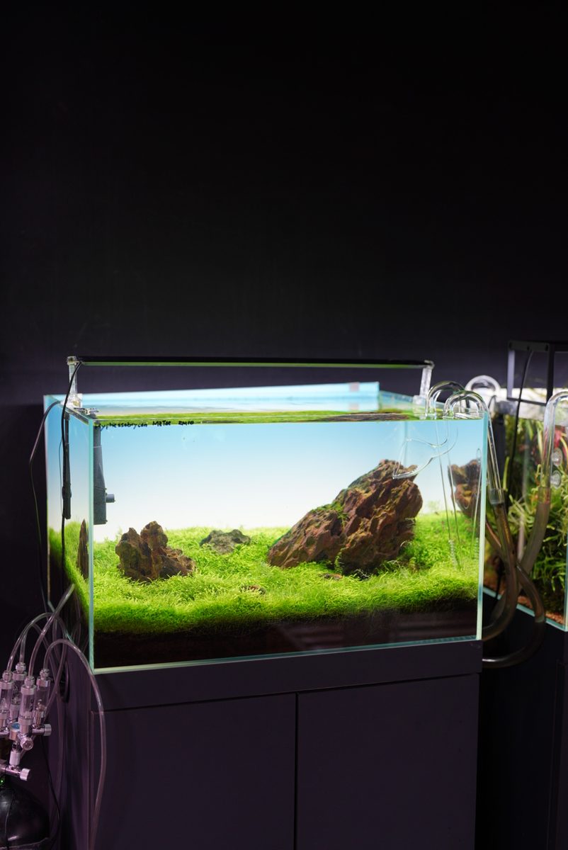 Compact stone aquascape